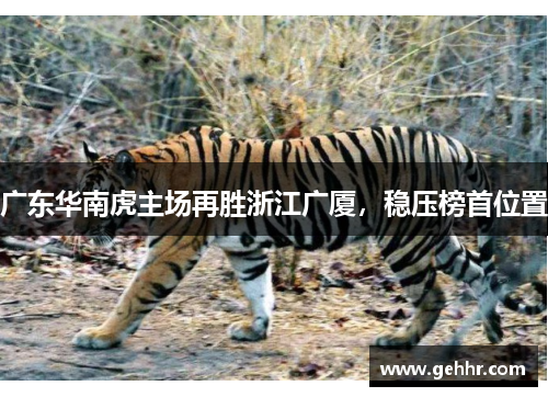 广东华南虎主场再胜浙江广厦，稳压榜首位置